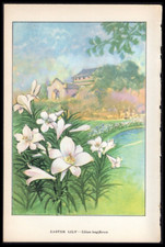 1926 vintage botanical for sale  Spokane