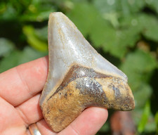 megalodon tooth for sale  UK