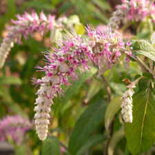 Rostrinucula dependens waterfa for sale  PETERBOROUGH