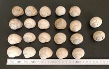 Schneckenhäuser weinbergschne gebraucht kaufen  Gotha-Umland