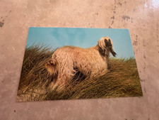 Afghan hound postcard for sale  El Cajon