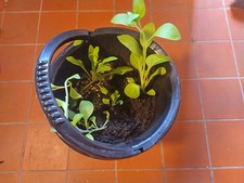 petunia plug plants for sale petunia plug plants for sale WELWYN GARDEN CITY
