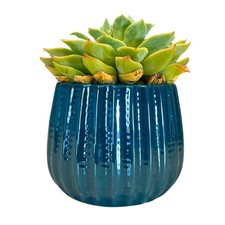 Lightweight ceramic planter for sale Lightweight ceramic planter for sale  Indianapolis