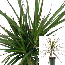 Dracaena marginata green for sale  Modesto