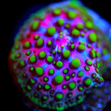 Corals eden god for sale  Cleveland