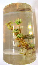 Vintage daisy glass for sale  Hensel