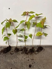 Snake bark maples for sale  NOTTINGHAM