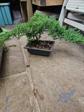Juniper bonsai tree for sale  KINGSTON UPON THAMES