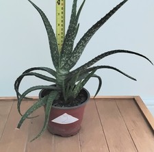 Large aloe vera for sale  KING'S LYNN