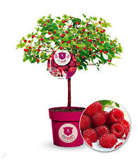 Himbeer baum raspbeary gebraucht kaufen  Bensheim