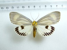 Entomology butterfly neochera d'occasion  Expédié en Belgium