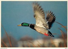 Animaux oiseaux canards d'occasion  Fruges