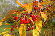 Tea crab apple for sale  ST. ASAPH