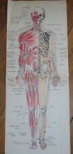 Grand dessin anatomie d'occasion  Périgueux