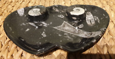 Orthoceras goniatite ammonite for sale  WORCESTER