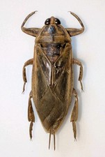 Lethocerus sp. 78mm for sale  WOKING
