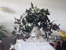 Indoor artificial spiderwort for sale  Woodstock