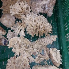 Dekosteine koralle meerwassera gebraucht kaufen  Nittendorf