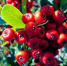 Pyracantha mohave red for sale  KING'S LYNN