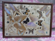 Cabinet curiosités papillons d'occasion  France