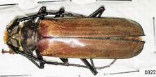 Callipogon sylvainae 45mm for sale  Shipping to United States