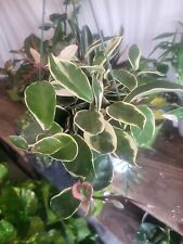 Hoya tricolor carnosa for sale  San Diego