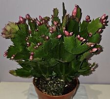 Christmas cactus red for sale  HALIFAX