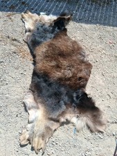 Big reindeer elk for sale  Sunland