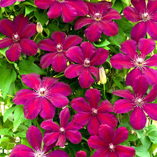 Clematis rouge cardinal for sale  UK