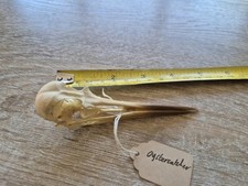 Taxidermy oystercatcher bird for sale  BIRMINGHAM
