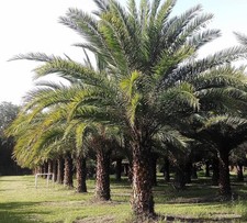 Sylvester palm live for sale  USA