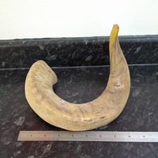 Sheep ram horn for sale  KEIGHLEY