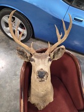 Vtg deer head for sale  Clear Lake