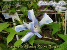 Split misty blue for sale  Jacksonville