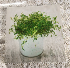 Leinwandbild blumen stillleben gebraucht kaufen  Hallerndorf
