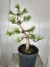 White pine bonsai for sale  Arlington