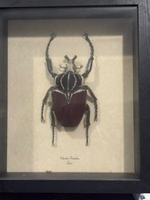 taxidermy bugs for sale taxidermy bugs for sale Phoenix