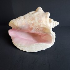 Queen conch shell for sale  Scituate