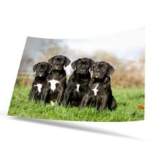 Poster cane corso for sale  UK