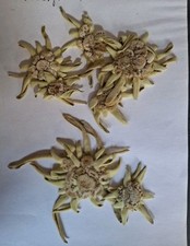 Edelweiß getrocknet edelweiß gebraucht kaufen  Dammbach