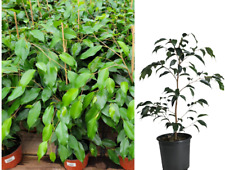 Ficus benjamina green for sale  Modesto