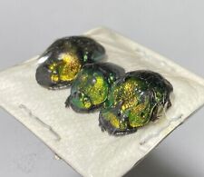 PHANAEUS DEMON OBLIQUANS***TRIO-masculino tamanho M *****México, Jalisco comprar usado  Enviando para Brazil