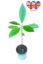 Live avocado tree for sale  HUDDERSFIELD