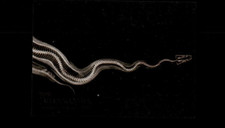 Ball python ray for sale  SPALDING