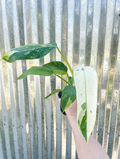 Philodendron jose buono for sale  Homestead