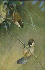 Willow tit vintage for sale  DEREHAM