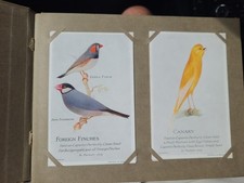 Full caperns bird for sale  BEDFORD