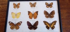 Papillons cadre verre d'occasion  Argenteuil