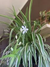 Chlorophytum falangio nastrino usato  Italia