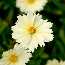 Coreopsis uptick cream for sale  UK